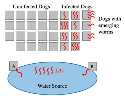 A simulation of dogs interacting with a water source are illustrated. Guinea worms emerge from dogs and infect the water source, which in turn infects healthy dogs.
